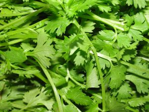 A_scene_of_Coriander_leaves