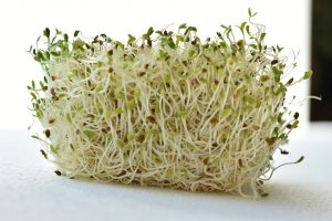 Germinated Sprout Lucerne Fresh Cress Raw Alfalfa