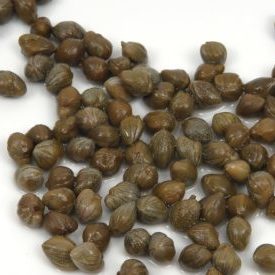 capers-2302424_960_720