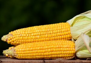 corn-2691456_1920