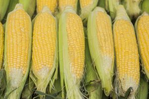 Group of fresh sweet corns on a store. Some fresh organic corn c