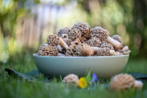 morels-gcdc2e9744_1280