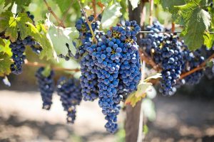 purple-grapes-553464_960_720