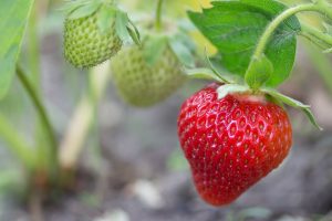 strawberry-2343487_960_720